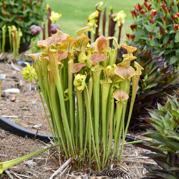 Bog Wild: Carnivorous Plants & Bog Gardening - logo